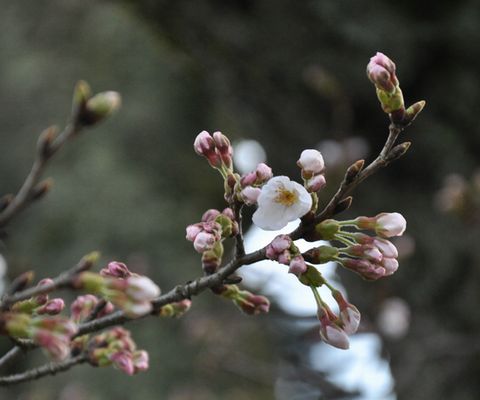 �餭�Ϥ᤿�֤⴨���Ǻ餭�ߤޤäƤ��ޤ�
