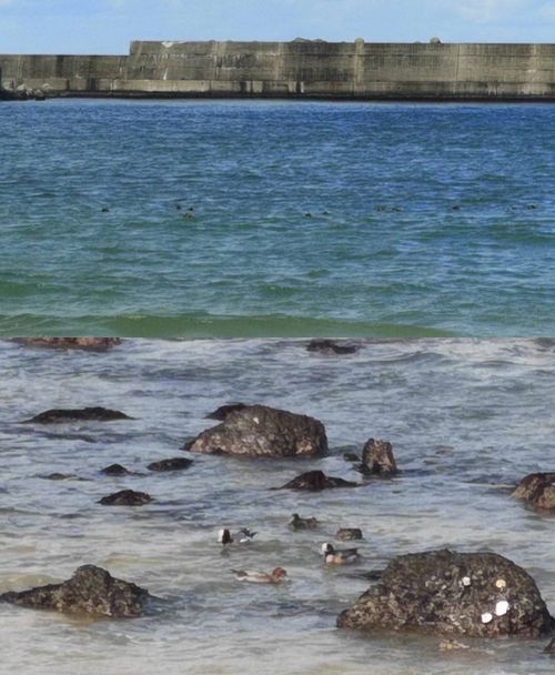 ���ϲ��䤫�ǡ����⤬���ɤ��⤫��Ǥ��ޤ�