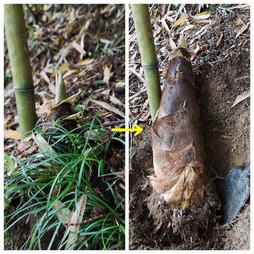 ��ǫ�˷���ޤ���