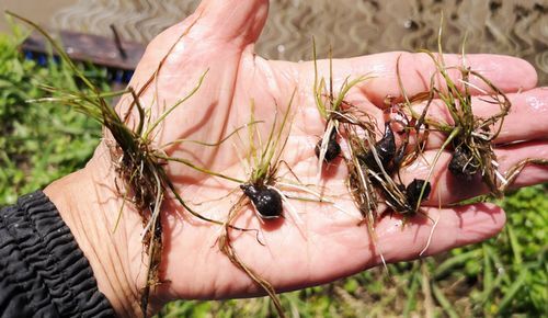 ȯº¬¡¢È¯²ê¤·¤¿¥¯¥í¥°¥ï¥¤¤Î²ôº¬