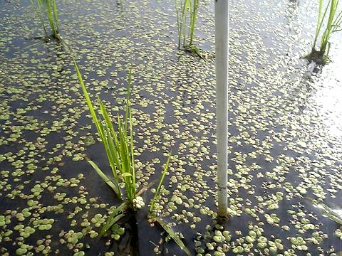 ���������դϾ������ӤƤ��ޤ���