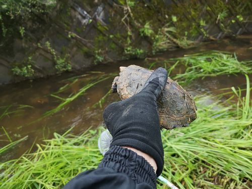 亀を発見しました