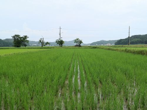 50日経ちました