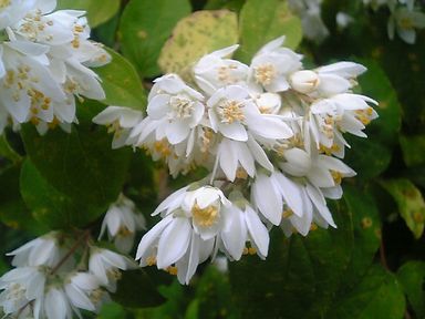 ウツギ 卯の花 が花盛りです 京丹後のおやじのうんちく日記 19世紀の味の店