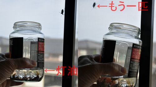 私は、灯油で捕殺しています