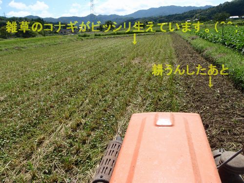 ヘアリーベッチの田んぼを浅く耕うん(たがやすこと)しました