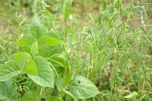 ? 同じまめ科植物のカワラケツメイです