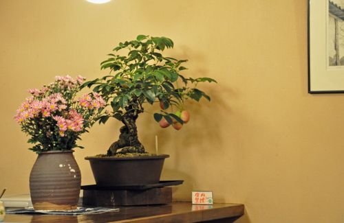 お客さんが持ち込まれて盆栽です