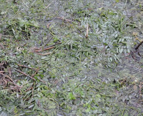 �����Ĥ�ܤΥإ��꡼�٥å��������