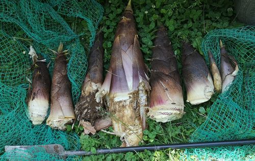 ¥¿¥±¥Î¥³·¡¤ê¤Ç¤³¤ì¤À¤±·¡¤ê¤Þ¤·¤¿