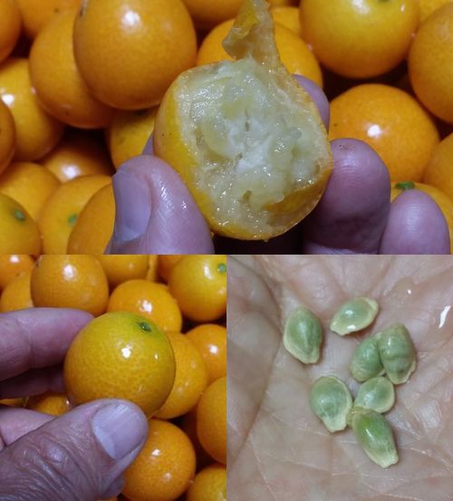 �֤��������ޡ������� (3)