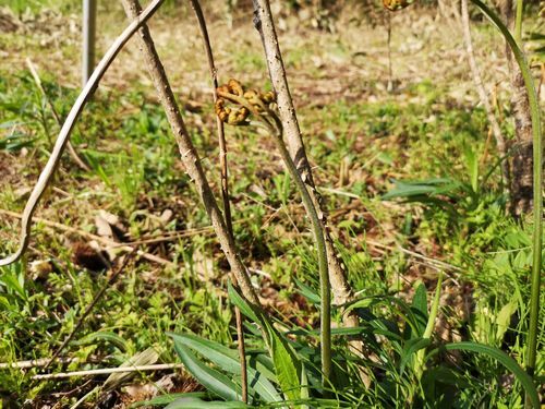 ���Ӥ������Ϥ�Ƥ��ޤ�