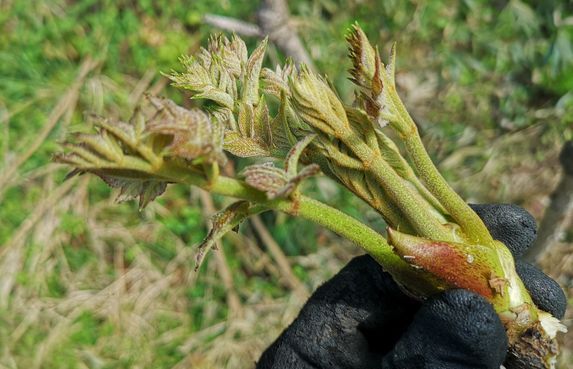 ��ǥݥ��ä��ޤ�ޤ�