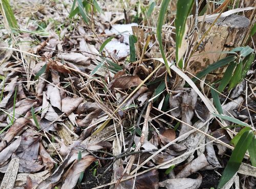 ���륹�٥�μ��θ��ο����