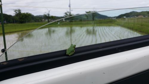 �֤Υɥ��˥��ޥ����뷯��