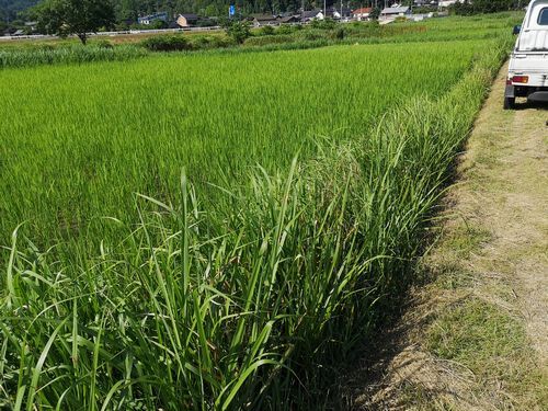 チガヤは腰の高さ以上に成長しています