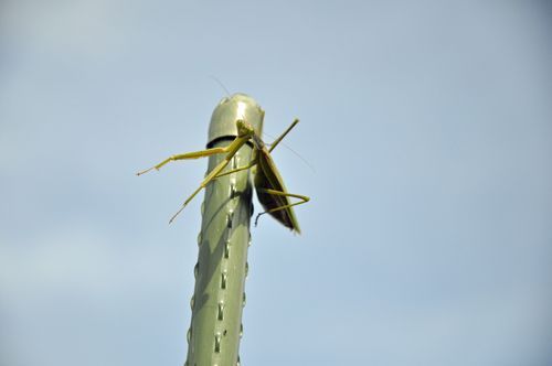 その様子を見ていた隣の竿のカマキリが・・・