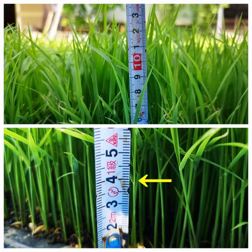 ����ϣ��դ����ϣ����ѡ������Ѥ���ޤ�