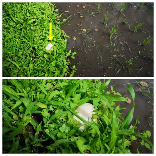 ����졼���륢�����������