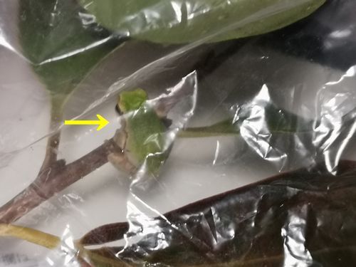 ¤½¤ÎÌë¤Ï²æ¤¬²È¤Ç°ìÈղᤴ¤¹¤³¤È¤Ë¤·¤Þ¤·¤¿