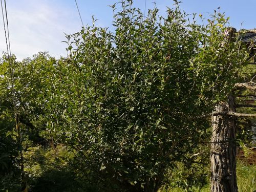 �����������Ϻ餤�Ƥ��ʤ��ä��Τ�