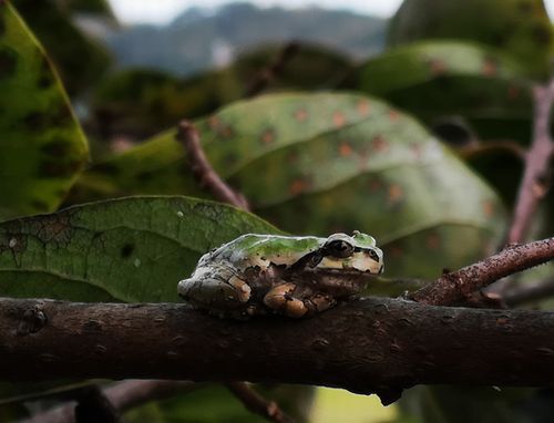 ¼¡Ïº³Á¤ò¼ý³Ï¤·¤Æ¤¤¤ë¤È