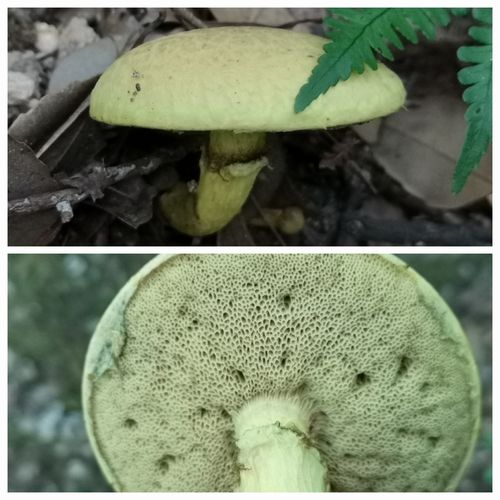 �֥�������������