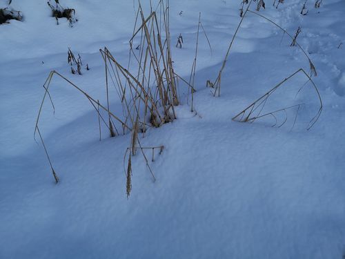 ¥¹¥¹¥¤ÏÀã¤Ëʤ¤ï¤ì¤Æ¤¤¤Þ¤¹