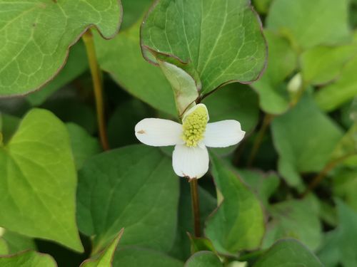 �ɥ����ߤβ֤�餭�Ϥ�ޤ���