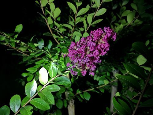 夜になってから確認したところ