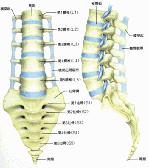 腰の骨は図の通り５つあり