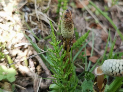 ��ɮ�⼡���ȴ��