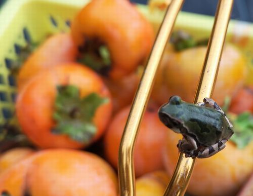 ¡Ö³Á¤Á¤ã¤ó¡×¤«¤Ê