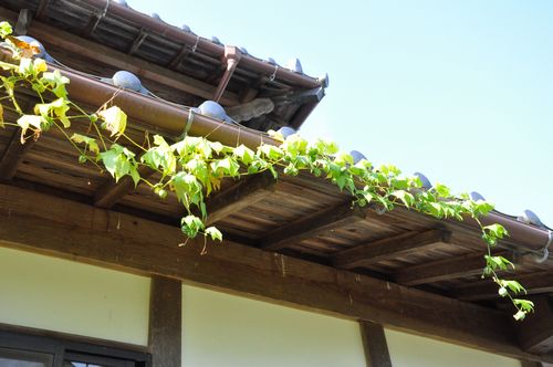 ツルは屋根の庇伝いに伸びていました
