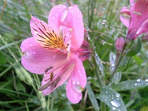 ���륹�ȥ���ꥢ��ɴ�����ʤ�ꤺ������ˡ�