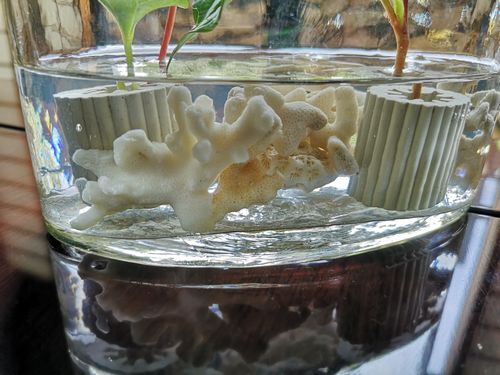 �ܸ�����ͤǽ��ä�����