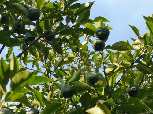 �楺�Ϻ�ǯ�����äƤ��ޤ�����γ�Ǥ�
