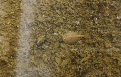 �󣳥ߥ�ۤɤιȥ��֥ȥ��Ӥ��ǧ���ޤ���