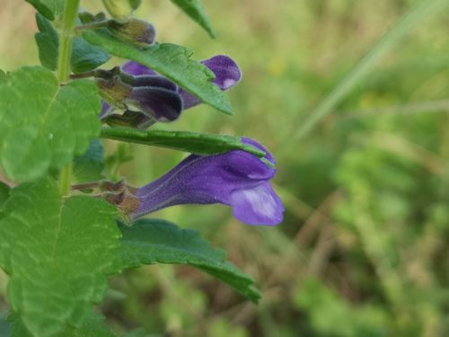 �Ȥ�꾷�����Ƥ���褦�ˤ⸫���ޤ�