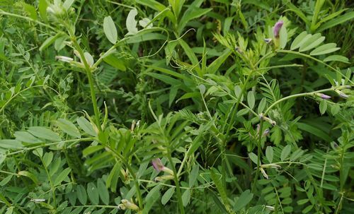 ¥«¥é¥¹¥Î¥¨¥ó¥É¥¦