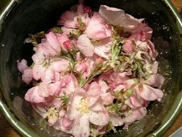 八重桜で 桜茶つくり に挑戦 京丹後のおやじのうんちく日記 19世紀の味の店 八重桜で 桜茶つくり に挑戦 京丹後のおやじのうんちく日記 19世紀の味の店
