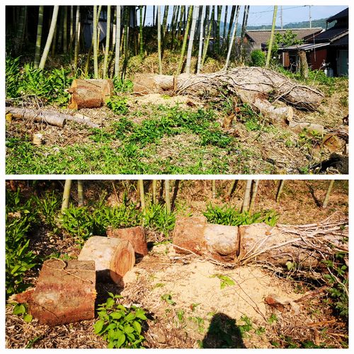 ����������Ĺ������cm�˶��ڤ�