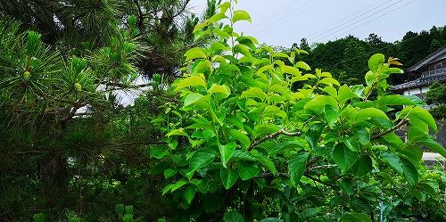 ÅÌĹ»Þ¤¬¸µµ¤¤è¤¯¶õ¤Ë¸þ¤«¤Ã¤Æ¿¤Ó¤Æ¤¤¤Þ¤¹