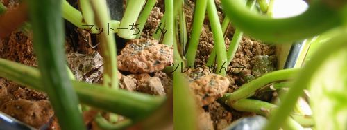 �ޥåȡ������ȥĥ�����