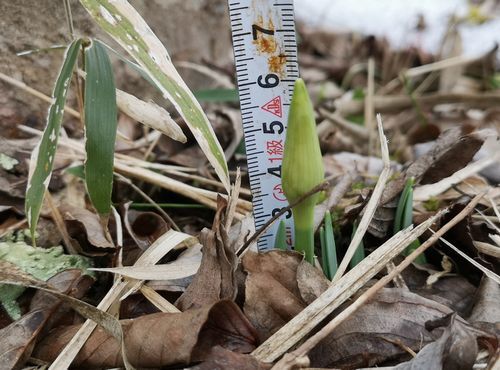 ���������Ĺ���Ǥ�