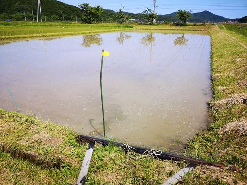 ����Ⱦ�᤮�˥��������󥰽�λ