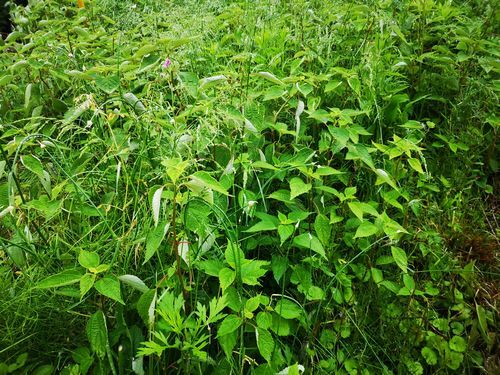 �������ȤϤ���Ȥ�������¿���Ȼפ��ޤ�