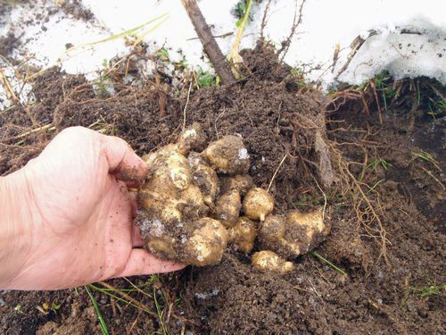 ��������ʤ����ʡˤⷡ��ޤ���