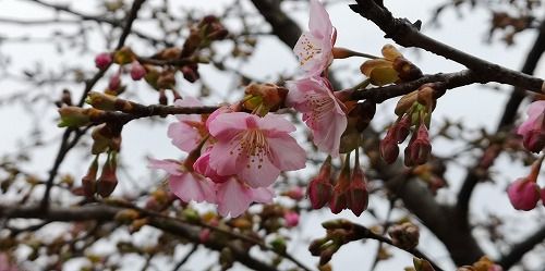 �Υ��梁�����餬�餭�Ϥ�ޤ�����