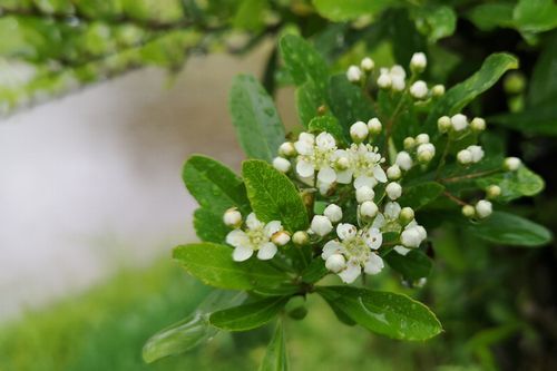 ¥Ô¥é¥«¥ó¥µ¥¹¤ÏÇò¤¤²Ö